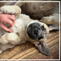 White - Fawn female Anatolian Shepherd Dog puppy in Clark, Wyoming from Fyne Acres