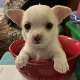 Chihuahua Puppies from Four-Zero Six Chihuahua’s