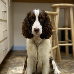 Tucker - English Springer Spaniel