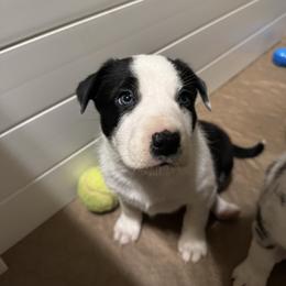 Dancer - Black and white male Border Collie puppy in Huntersville, North Carolina from MJ Border Collies
