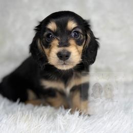 Holly - Black and cream female Dachshund puppy in Goodyear, Arizona from D&C Royal Dachshunds LLC