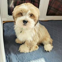 Master Wu - Red gold male Lhasa Apso puppy in Jefferson, New York from Absolute Lhasa Love