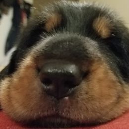 Otterhound Puppies from Blue Fairy Otterhounds