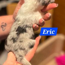 Eric - White blue merle male Shetland Sheepdog puppy in Kaycee, Wyoming from Heavenly Shelties