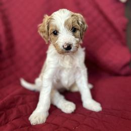 Yellow - Cream female Goldendoodle puppy in Millville, New Jersey from Michelle's Doodles