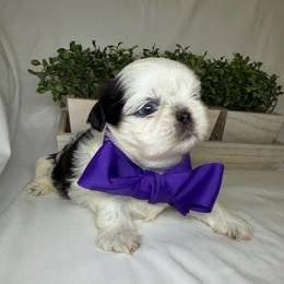 Milo - Black gold and white male Shih Tzu puppy in Bullhead City, Arizona from Arizona Shih Tzu Land