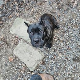 Girl 4 - Black brindle female Cane Corso puppy in Winchester, Virginia from Paladin's Cane Corsos
