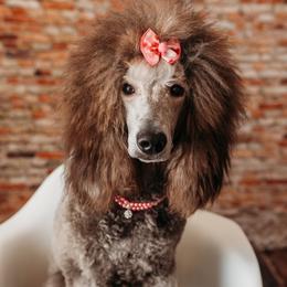 Frogger - Poodle