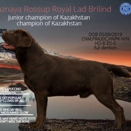 Labrador Retrievers from Triple H Farm