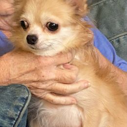 Elvira - Chihuahua