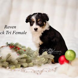 Raven - Black tri female Miniature Australian Shepherd puppy in Mechanicsburg, Pennsylvania from TJ's Aussies