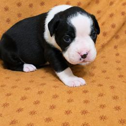 Girl 6 - Brindle female Boxer puppy in Temple, Georgia from B&B Boxers