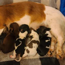 Dachshund Puppies from Bergner Belinda