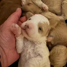 Boy 3 - Cream male Goldendoodle puppy in Kearneysville, West Virginia from Daydreamer