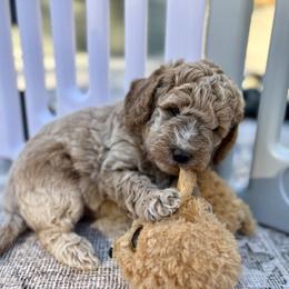Rory - Apricot male Goldendoodle puppy in Berlin, Ohio from Doodle Babys