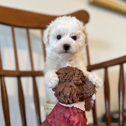 Daifuku - White male Poodle puppy in Hilo, Hawaii from Premium Teacup Puppy of Hawaii