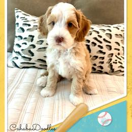 Wendy - Caramel cream female Australian Labradoodle puppy in Trussville, Alabama from Cahaba Doodles