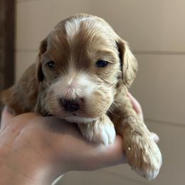 Ollie - Buff and white male Cockapoo puppy in Strasburg, Pennsylvania from Dana's Domain Cockapoos