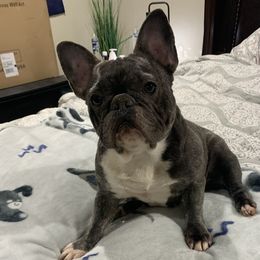 Porsha - French Bulldog