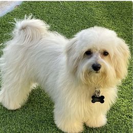 Monacelli - Maltipoo