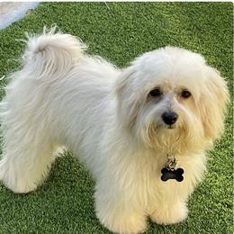 Monacelli - Maltipoo