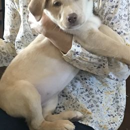 Dilute Retriever and Labrador Retriever Puppies from Lynn Valley Labradors