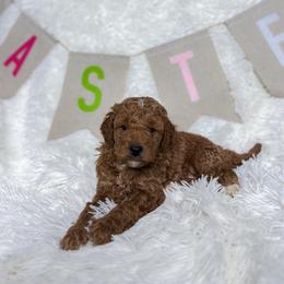 Cayden - Apricot male Goldendoodle puppy in Reeds Spring, Missouri from As Good As Goldendoodles and more