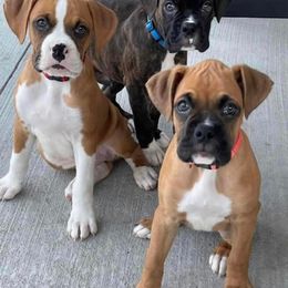 Boxer Puppies from Starlight Boxer Corner