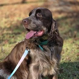 Delta - English Springer Spaniel