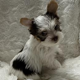 Stefan AKC - Chocolate, tan and white male Yorkshire Terrier puppy in Labelle, Florida from Chocolate and Parti Yorkies in Florida