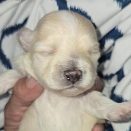 Raven - Cream female Maltipoo puppy in Brooksville, Florida from DeVall Maltipoos