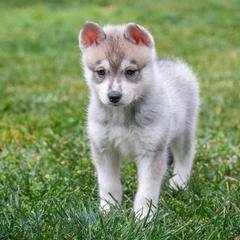 Boy 1 - Gray and white male Alaskan Klee Kai puppy in Klamath Falls, Oregon from Nordic Mini Huskys