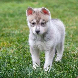 Boy 1 - Gray and white male Alaskan Klee Kai puppy in Klamath Falls, Oregon from Nordic Mini Huskys