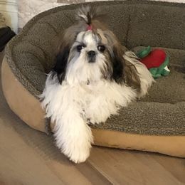 Shih Tzu All Grown Up from Snowhisper Shih Tzu