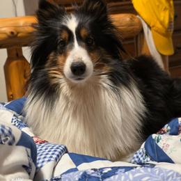 Diva - Black white and tan female Shetland Sheepdog puppy in Greenfield, Ohio from KJAV Shetland Sheepdogs