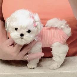 Maltese and Yorkshire Terrier Puppies from tatortot pup