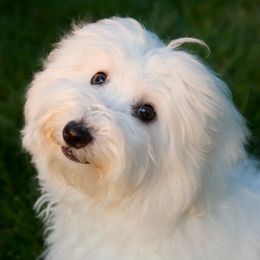 Cotons de Tulear from Cotonlicious Cotons