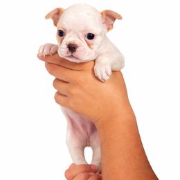 Elsa - Lilac female Boston Terrier puppy in Mascotte, Florida from The DogMother House of Bostons