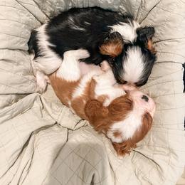 Cavalier King Charles Spaniel and Great Pyrenees Puppies from Windy Pines Ranch