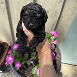 Finn - Black and tan male Cavapoo puppy in North Franklin, Connecticut from Lynn's Goldens
