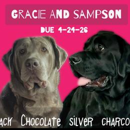 Dilute Retriever puppies from Hedge Lane Labradors