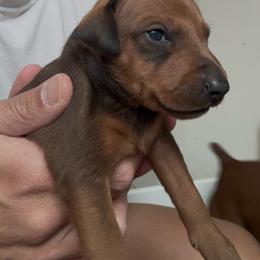 Red Boy 3 - Red male German Pinscher puppy in Las Vegas, Nevada from Levi German Pinschers