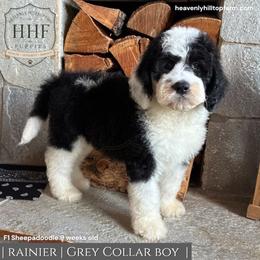 RAINIER - Black and white male Sheepadoodle puppy in Charlo, Montana from Heavenly Hilltop Farm