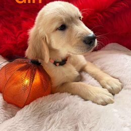 Golden Retriever Puppies from American True Golden retriever
