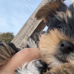 Yorkshire Terriers from Puppy Breath Palace