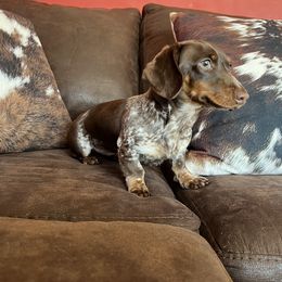 Dachshunds and Pembroke Welsh Corgis from SK Quality Corgis and Dachshunds