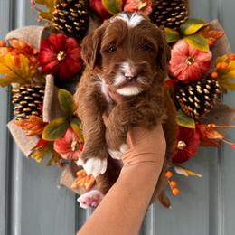 Boy 4 - Red  male Goldendoodle puppy in Elk Grove, California from Doodles by Faith