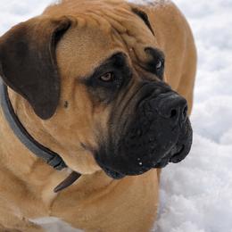 Freedom Gunner - Fawn male Boerboel puppy in Naples, New York from Freedom Boerboels LLC