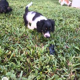 Dachshund Puppies from Miami piebald Dapple Dachshunds