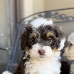 Bernedoodle and Sheepadoodle Puppies from EasyBreezyDoodles